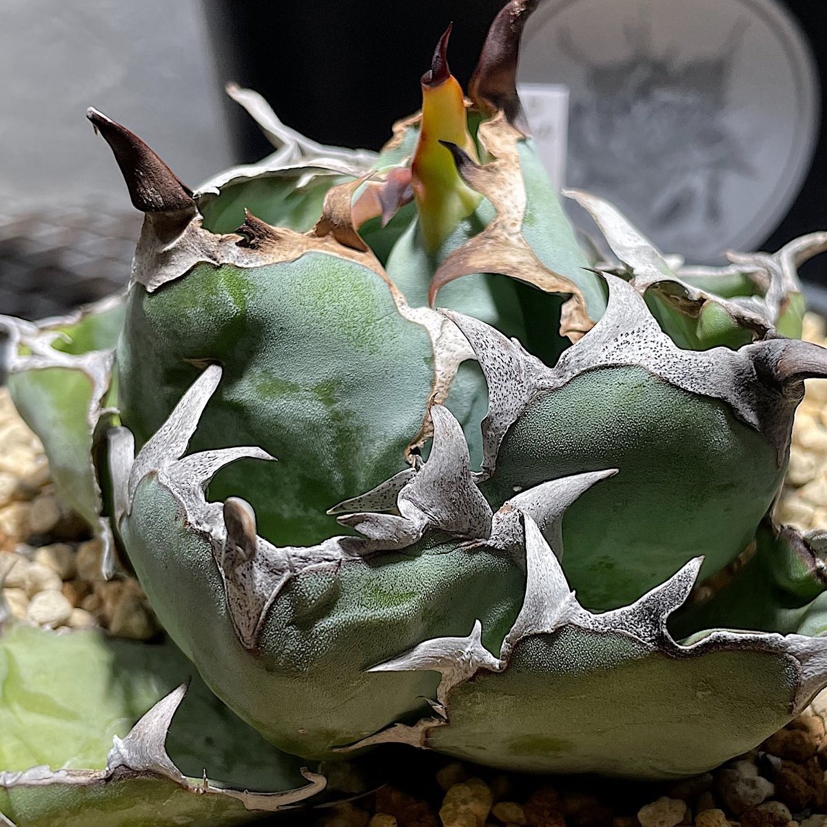 GIRUVI Agave Black&Blue アガベ ブラックアンドブルー
