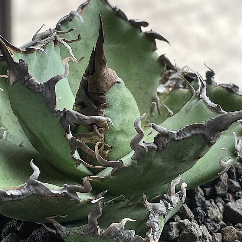 agave titanota shark shoui