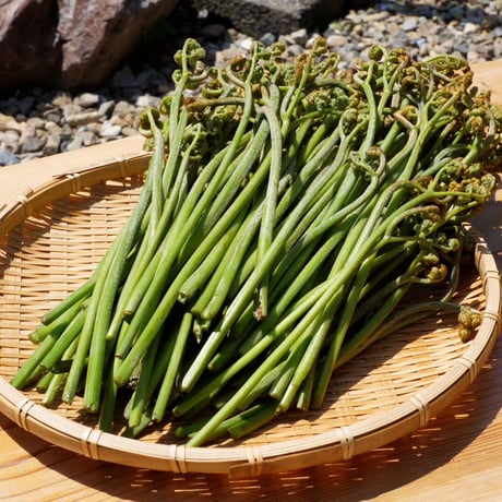 山形県産わらび★ちぃ Amazon | さんさい 山形県小国産 わらび（山菜）の塩漬 1kg