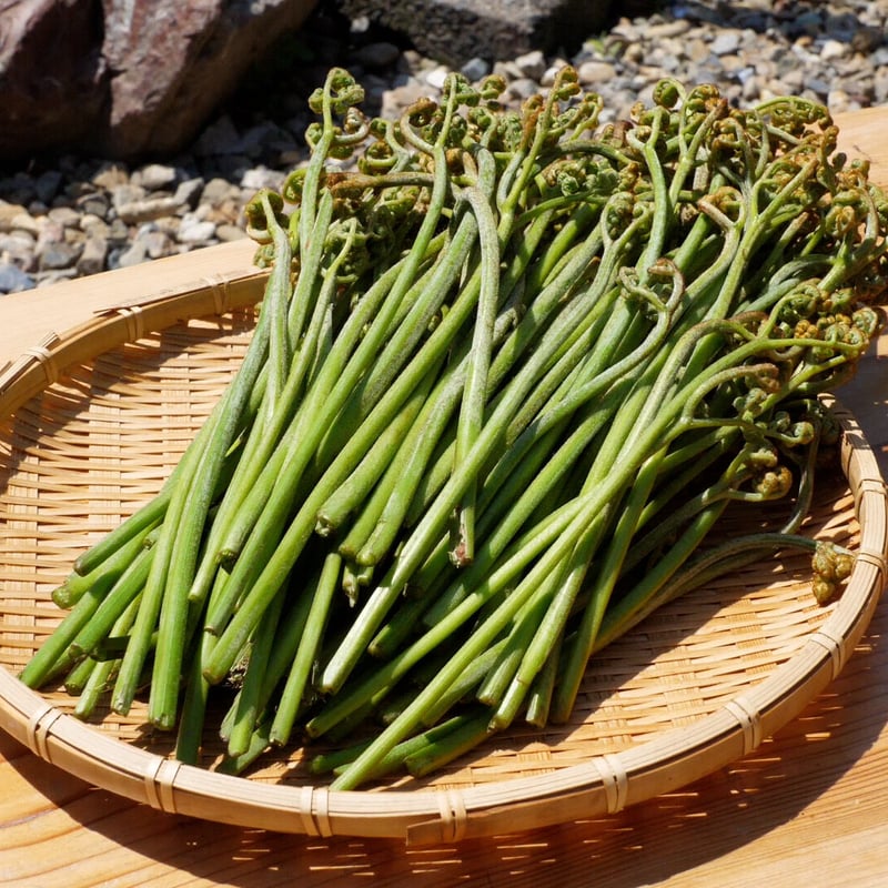 岐阜県山県市より】わらび（蕨）一束／山菜摘み体験も人気です