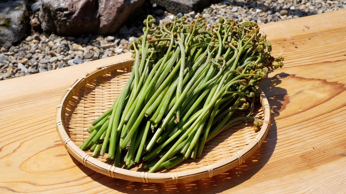 岐阜県山県市より】わらび（蕨）一束／山菜摘み体験も人気です