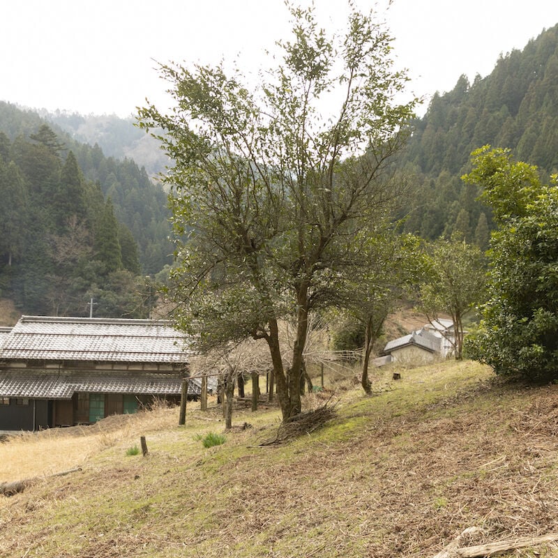 岐阜県山県市より】わらび（蕨）一束／山菜摘み体験も人気です