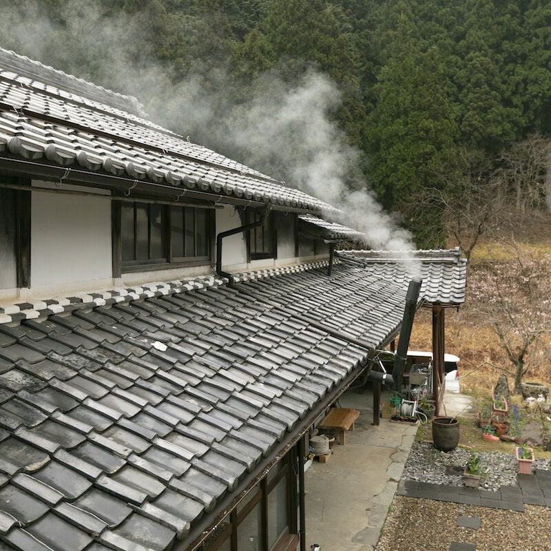 岐阜県山県市より】わらび（蕨）一束／山菜摘み体験も人気です