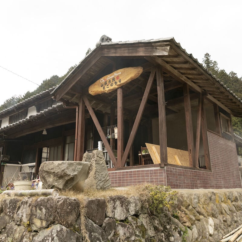 岐阜県山県市より】わらび（蕨）一束／山菜摘み体験も人気です