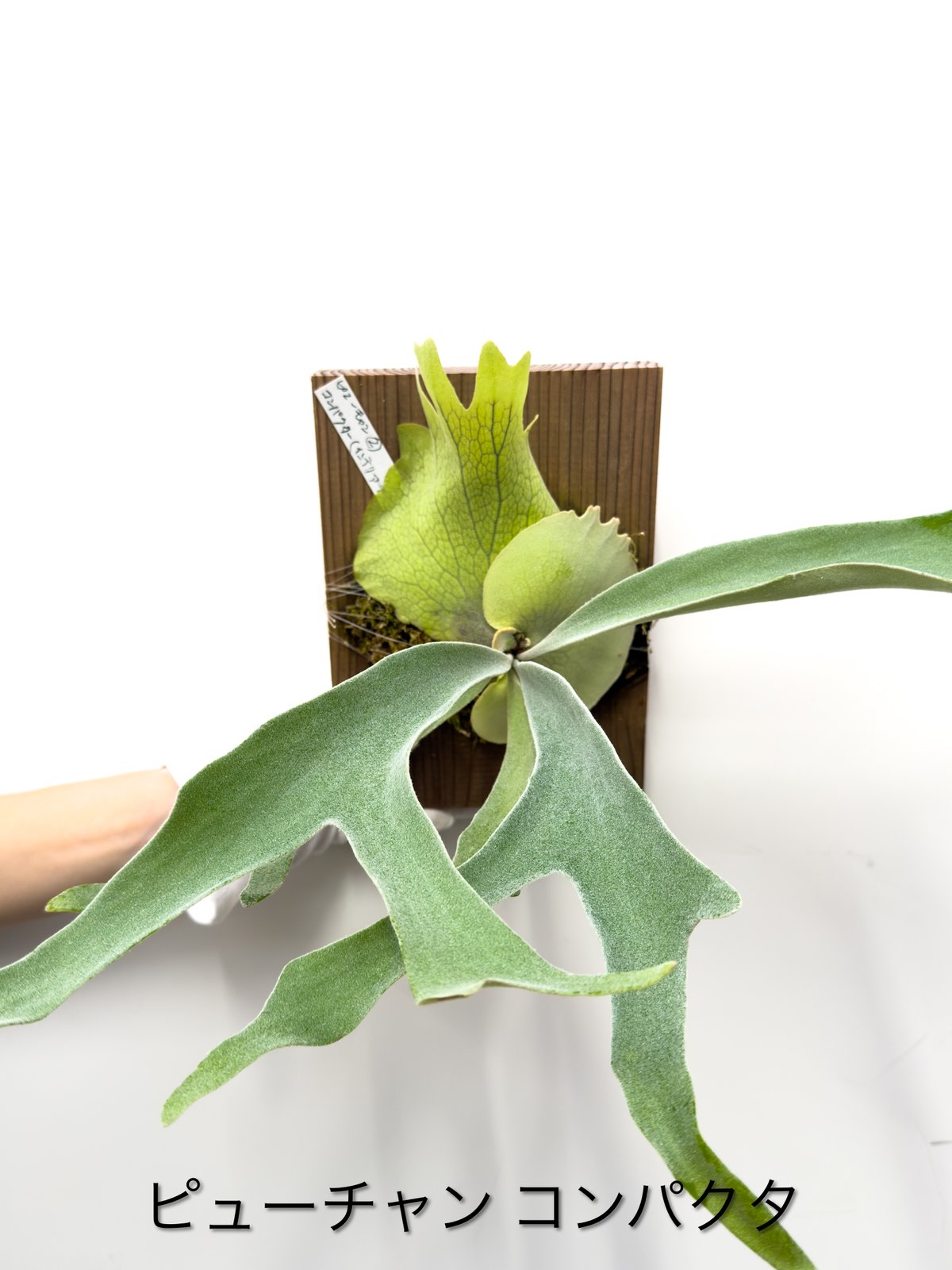 8】ビカクシダ ピューチャンコンパクタ pewchan ※送料高い | 村長の直売所
