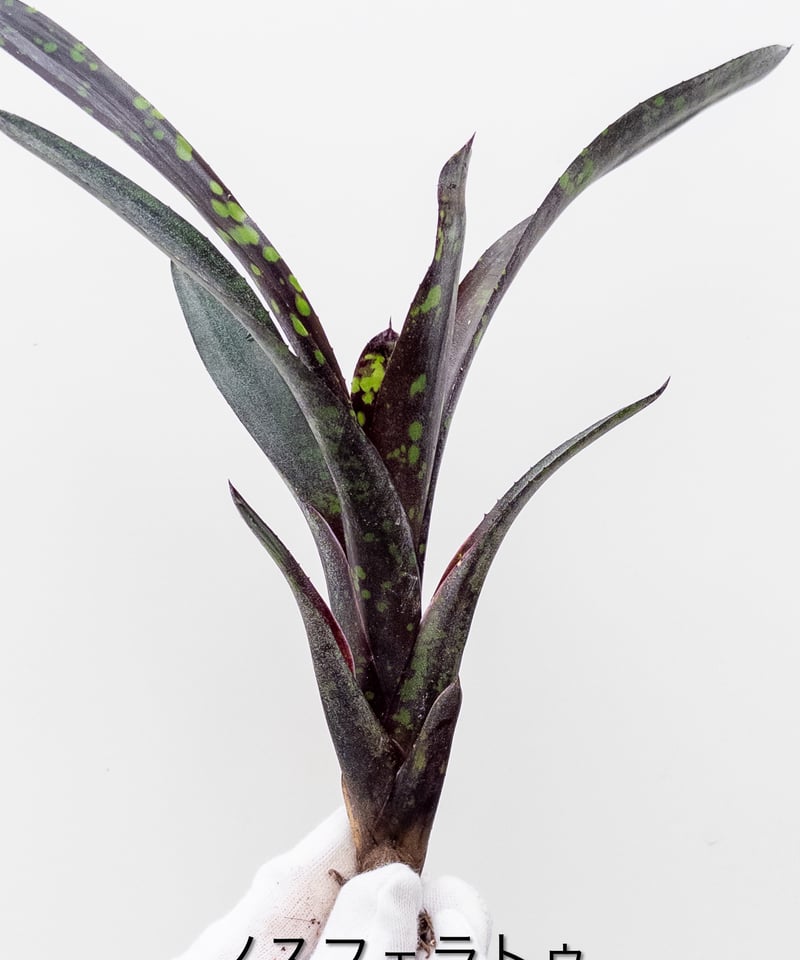 ネオレゲリアノスフェラトゥ