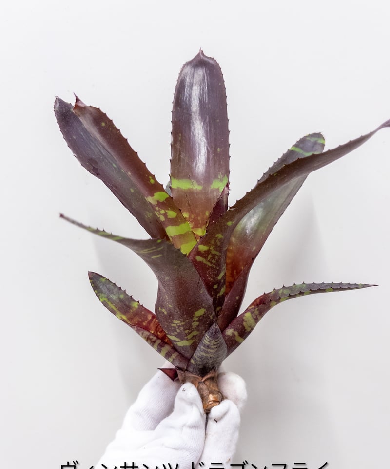 S】ネオレゲリア Vinzant s Dragonfly | 村長の直売所