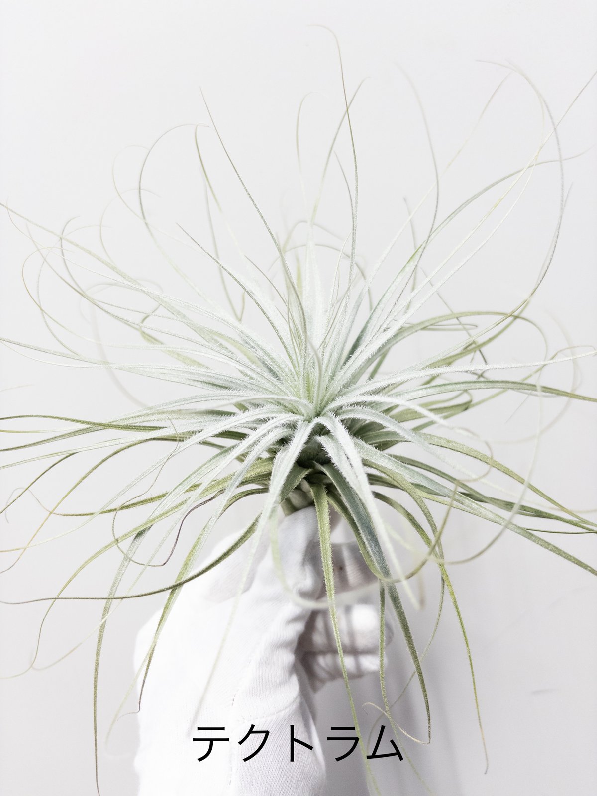 て】ティランジア テクトラム tectorum 中 □黒ラベル□ | 村長の直売所