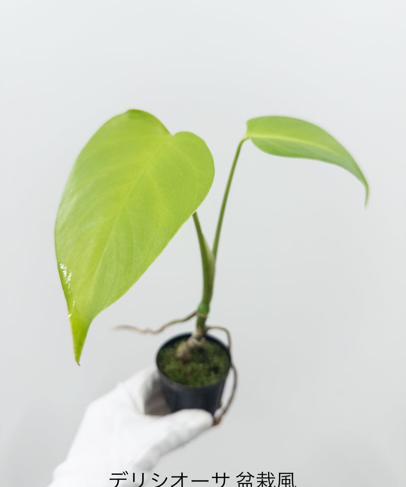 A】アロイドBonsai 2寸 モンステラ 旧ペルツーサ 現デリシオサ | 村長