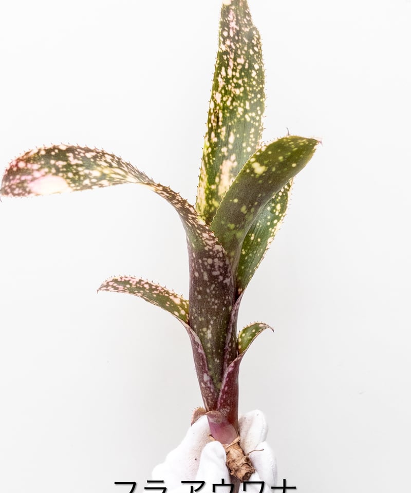 Billbergia 'Hula Auwana'〔ビルベルギア〕B0281 え】ビルベルギア フラアウワナ Hula Auwana | 村長の直売所