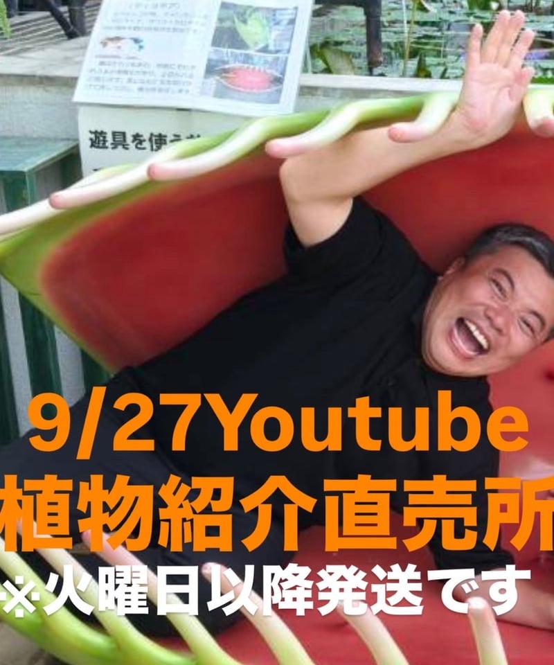 村長の直売所 ビカクシダ モリフィー2 仮名 ビカクシダ モリフィー2