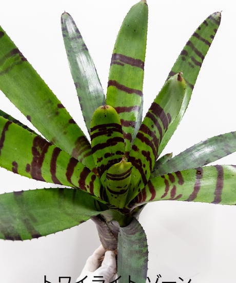 CATEGORY Plants | 村長の直売所