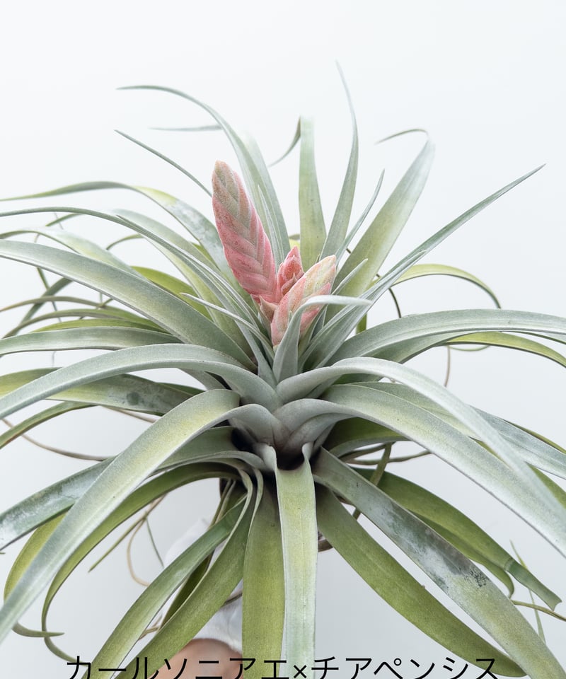 ら】ティランジア カールソニアエア x チアペンシス carlsoniae