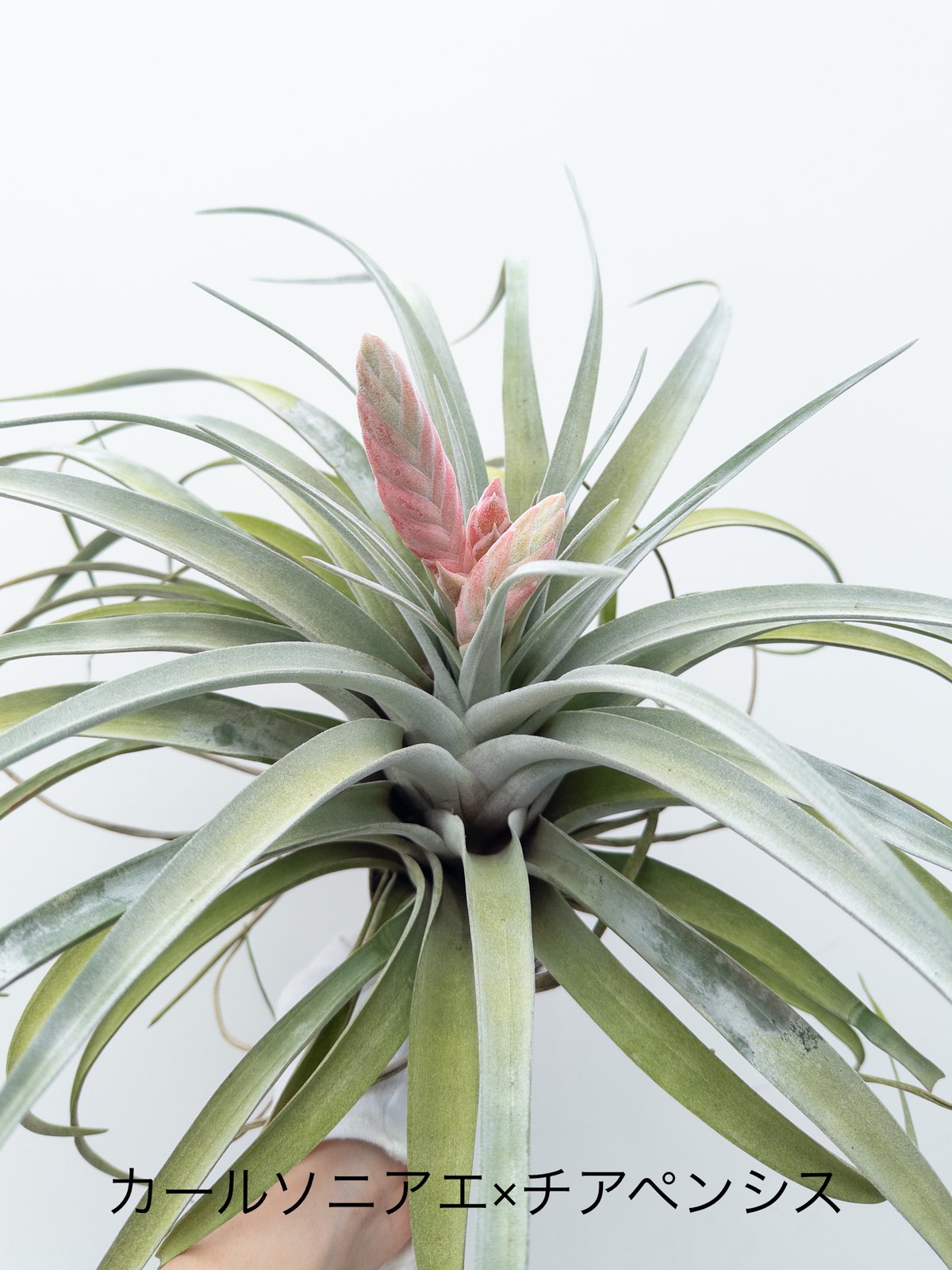 ら】ティランジア カールソニアエア x チアペンシス carlsoniae
