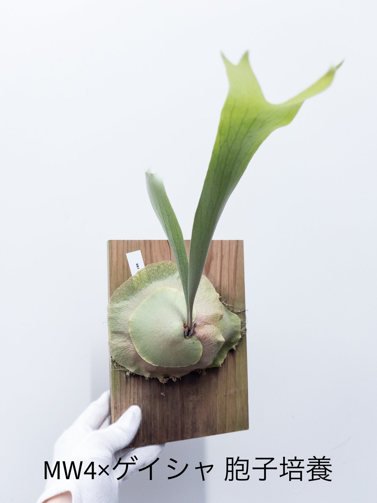 11】ビカクシダ 胞子培養 MW4 geisha | 村長の直売所