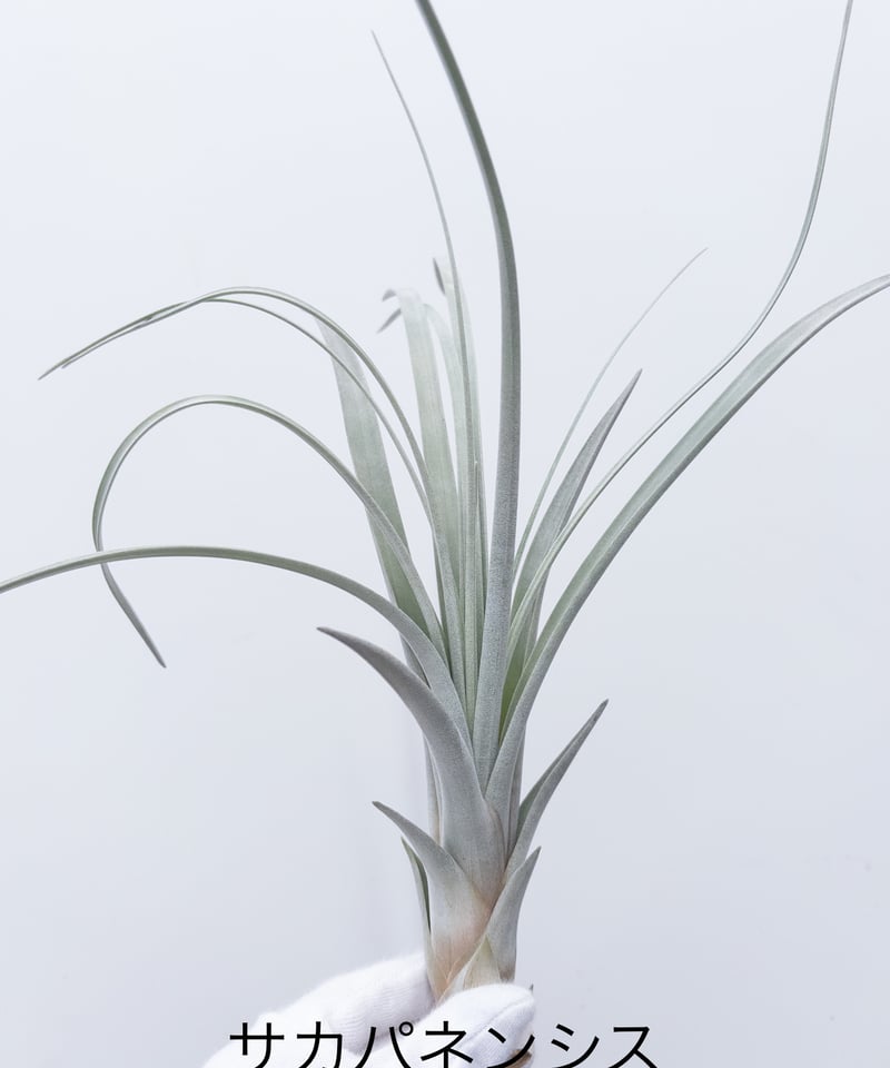 特大サカパネンシス サカパネンシス 現品】チランジア・サカパネンシス T. zacapanensis