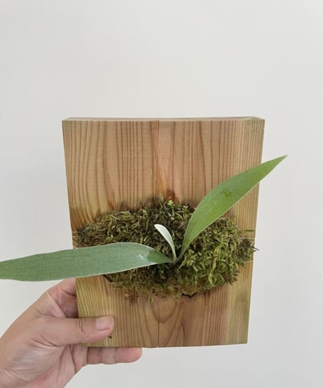 CATEGORY Plants | 村長の直売所