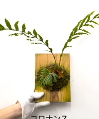 14】ビカクシダ マナ | 村長の直売所