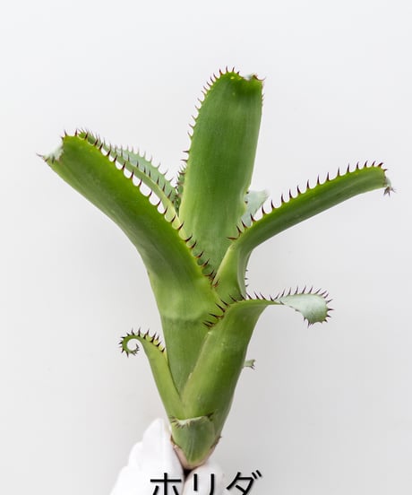 CATEGORY Plants | 村長の直売所