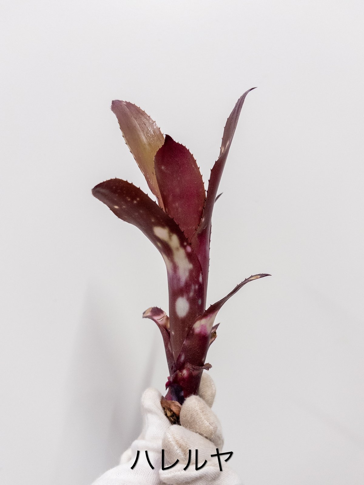 J】ビルベルギア ハレルヤ Hallelujah | 村長の直売所