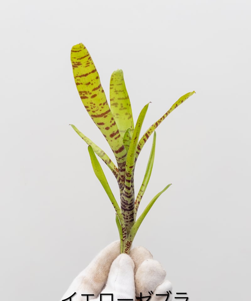 せ】ネオレゲリア イエローゼブラ Yellow Zebra | 村長の直売所