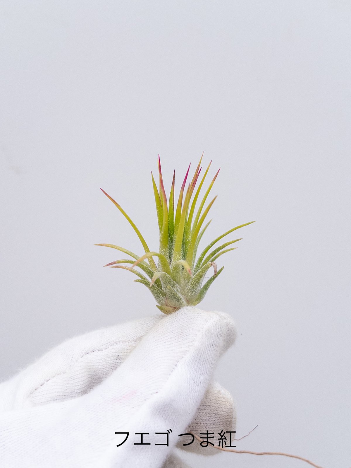 1】Tillandsia ionantha 'つま紅' ※4/29以降の発送 | 村長の直売所