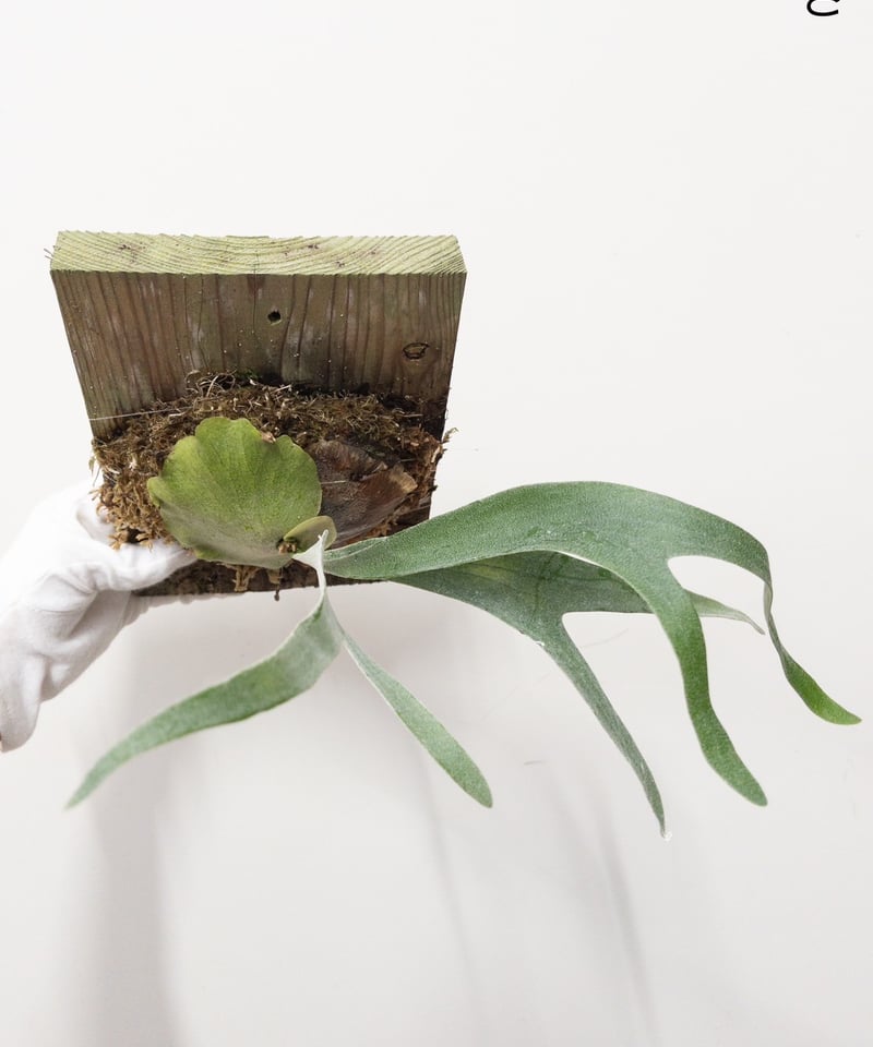 ビカクシダ MW9 タグ付き 村長の直売所 ビカクシダ MW9 タグ付き 村長の直売所