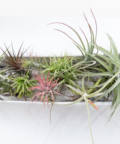 CATEGORY Plants | 村長の直売所
