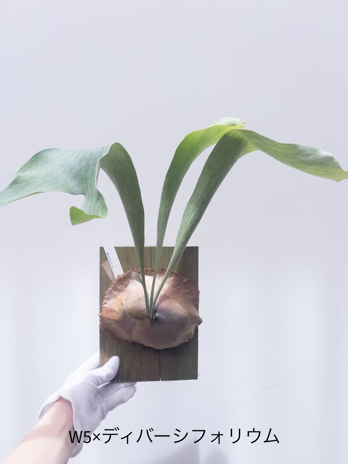 fit=scale-down,w=1200