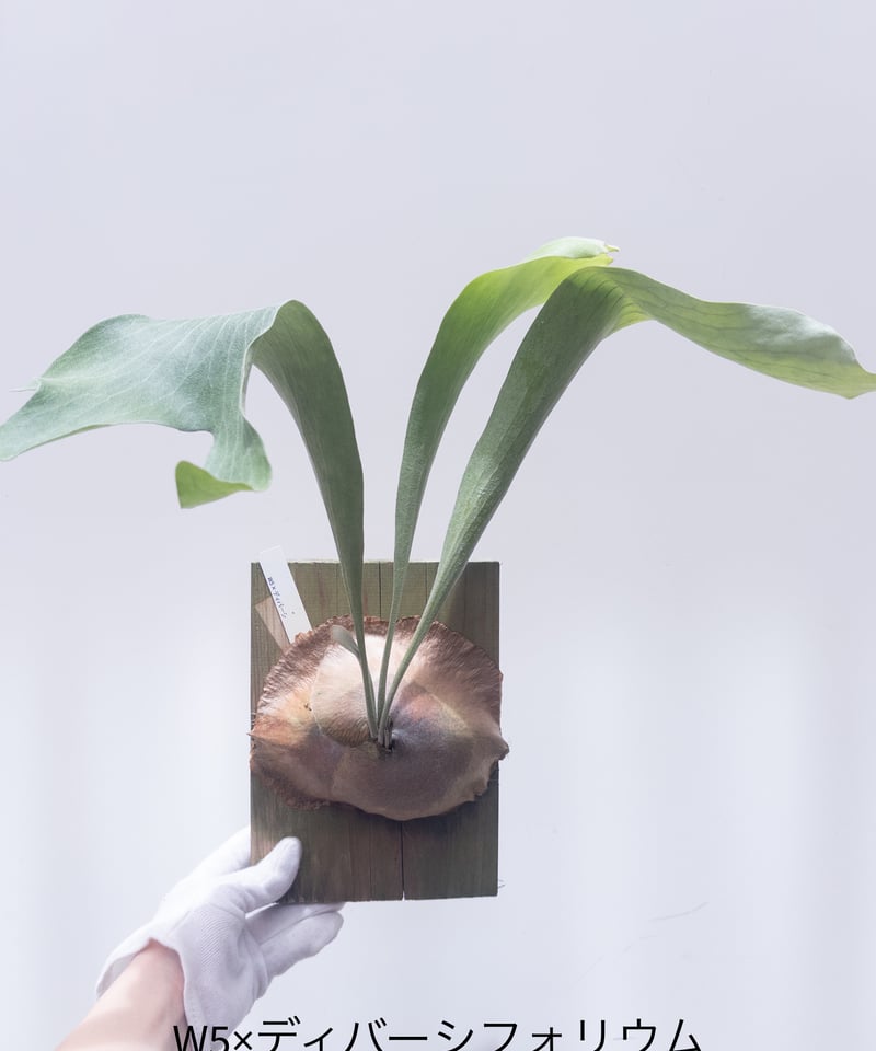 す】ビカクシダ 胞子培養 (W5 x ディバーシフォリウム) ※送料高い