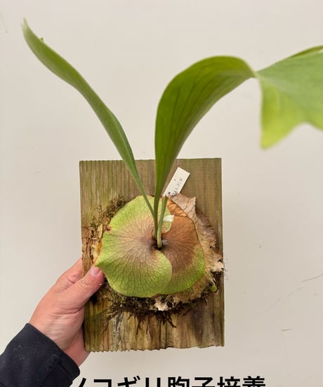 CATEGORY Plants | 村長の直売所