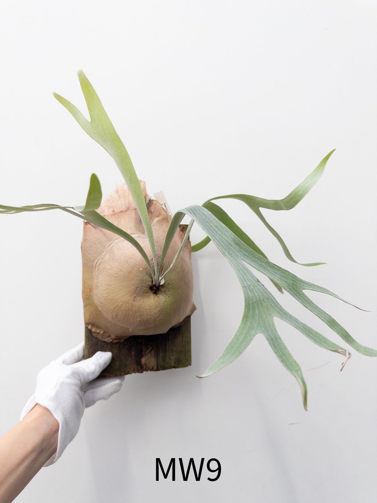 ビカクシダ　dk9 5】ビカクシダ MW9※送料高い | 村長の直売所