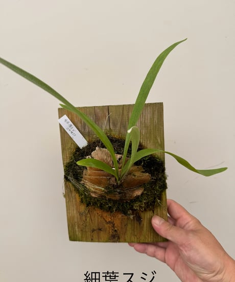 ビカクシダ MW9 タグ付き 村長の直売所 ビカクシダ MW9 タグ付き 村長の直売所 ビカクシダ MW9 タグ付き 村長