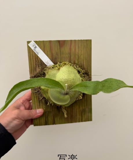 ITEM | 村長の直売所