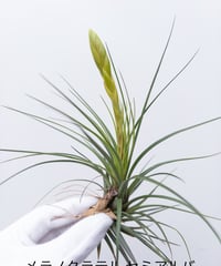 18】ビカクシダ (ドルモンド 広葉) 胞子培養 | 村長の直売所