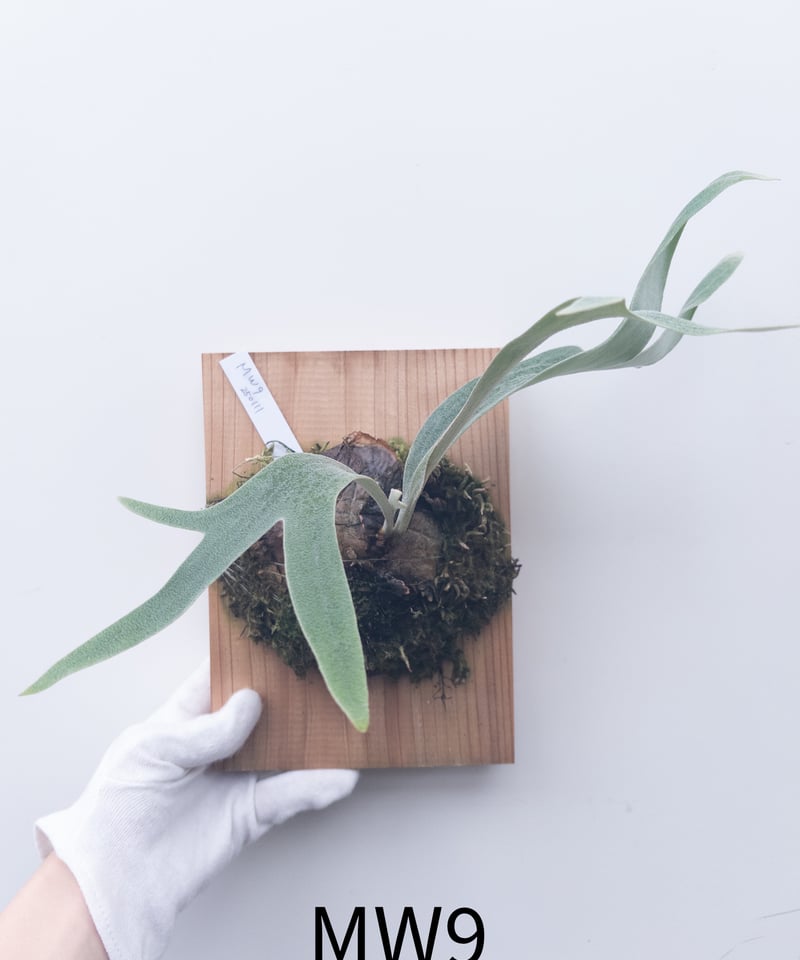 ビカクシダ MW9 タグ付き 村長の直売所 ビカクシダ MW9 タグ付き 村長の直売所 ビカクシダ MW9 タグ付き 村長