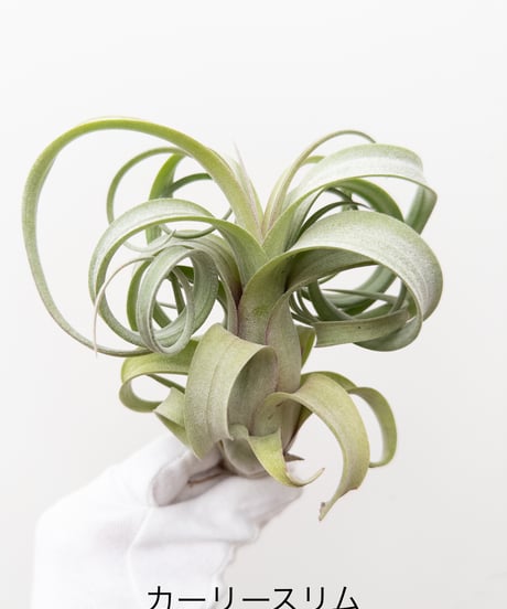 に*ぇ様 【希少】ティランジア・ロゼイフローラ☆村長の直売所# に*ぇ様 【希少】ティランジア・ロゼイフローラ☆村長の直売所#