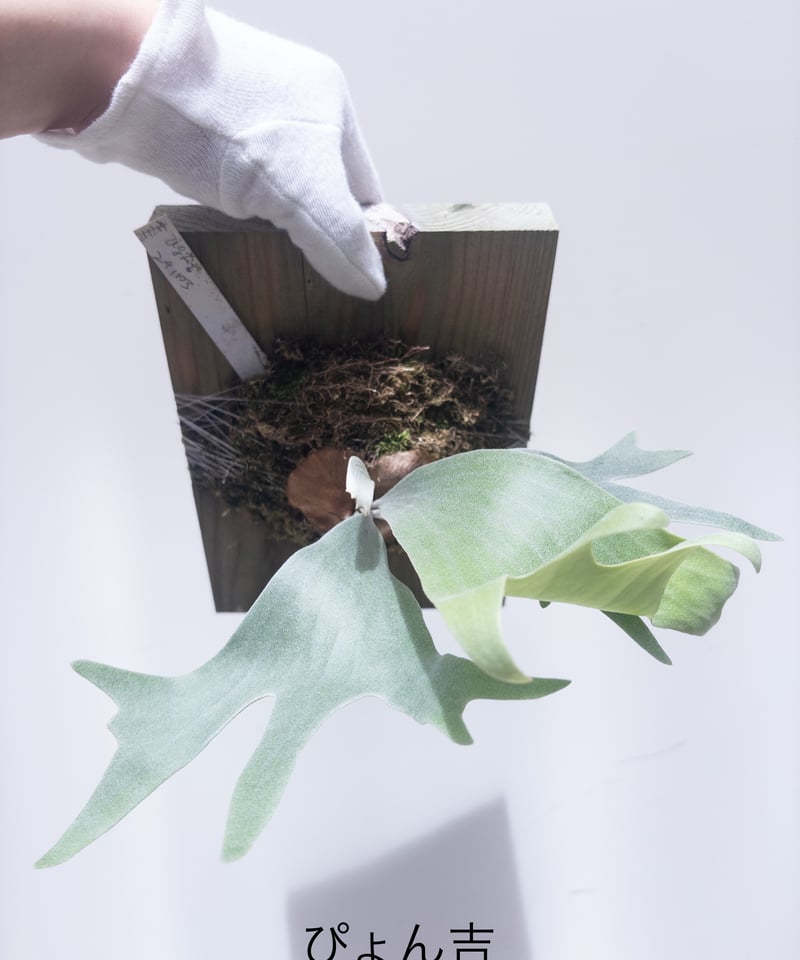 F】ビカクシダ ぴょん吉 板付け ※板が大きい為、送料高い | 村長の直売所