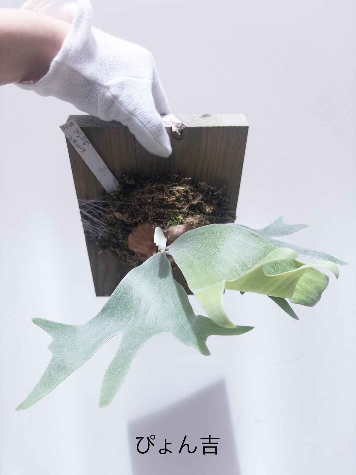 fit=scale-down,w=1200