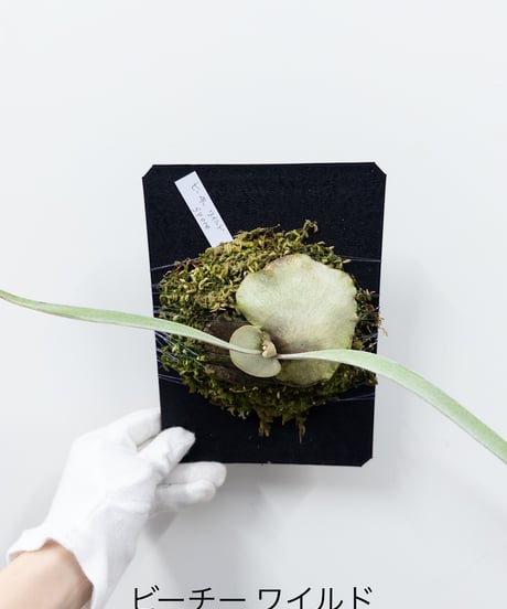 CATEGORY Plants | 村長の直売所