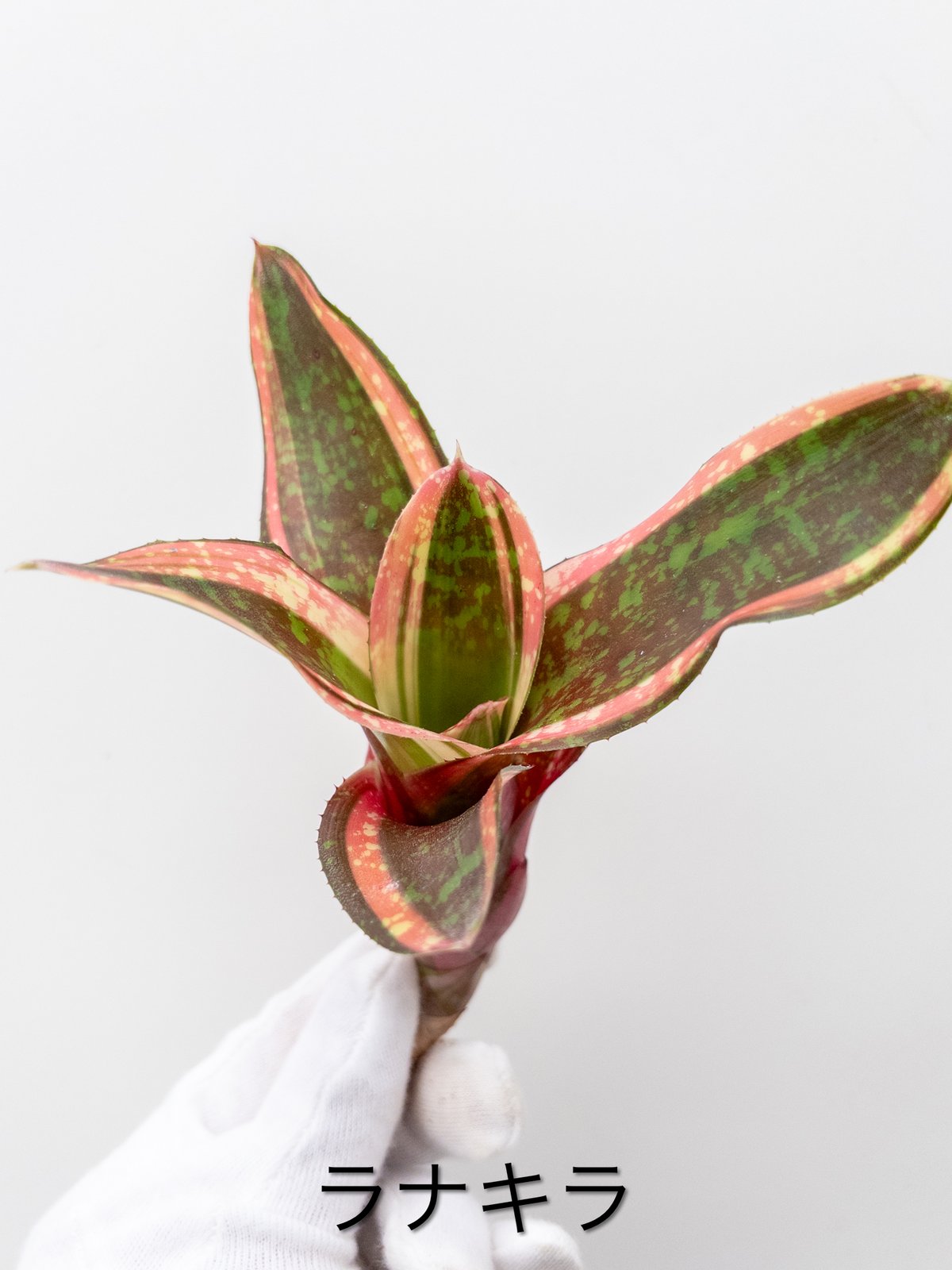 シナリー　R2.O9 ハルハナ様 ネモフィラピック×9｜商品案内｜株式会社アスカ商会