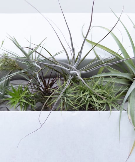 CATEGORY Plants | 村長の直売所