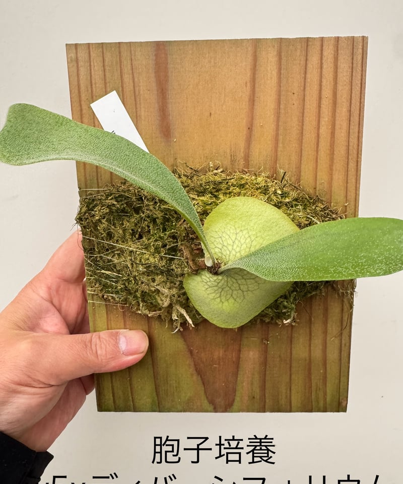 21】ビカクシダ 胞子培養 (W5 ディバーシフォリウム) | 村長の直売所