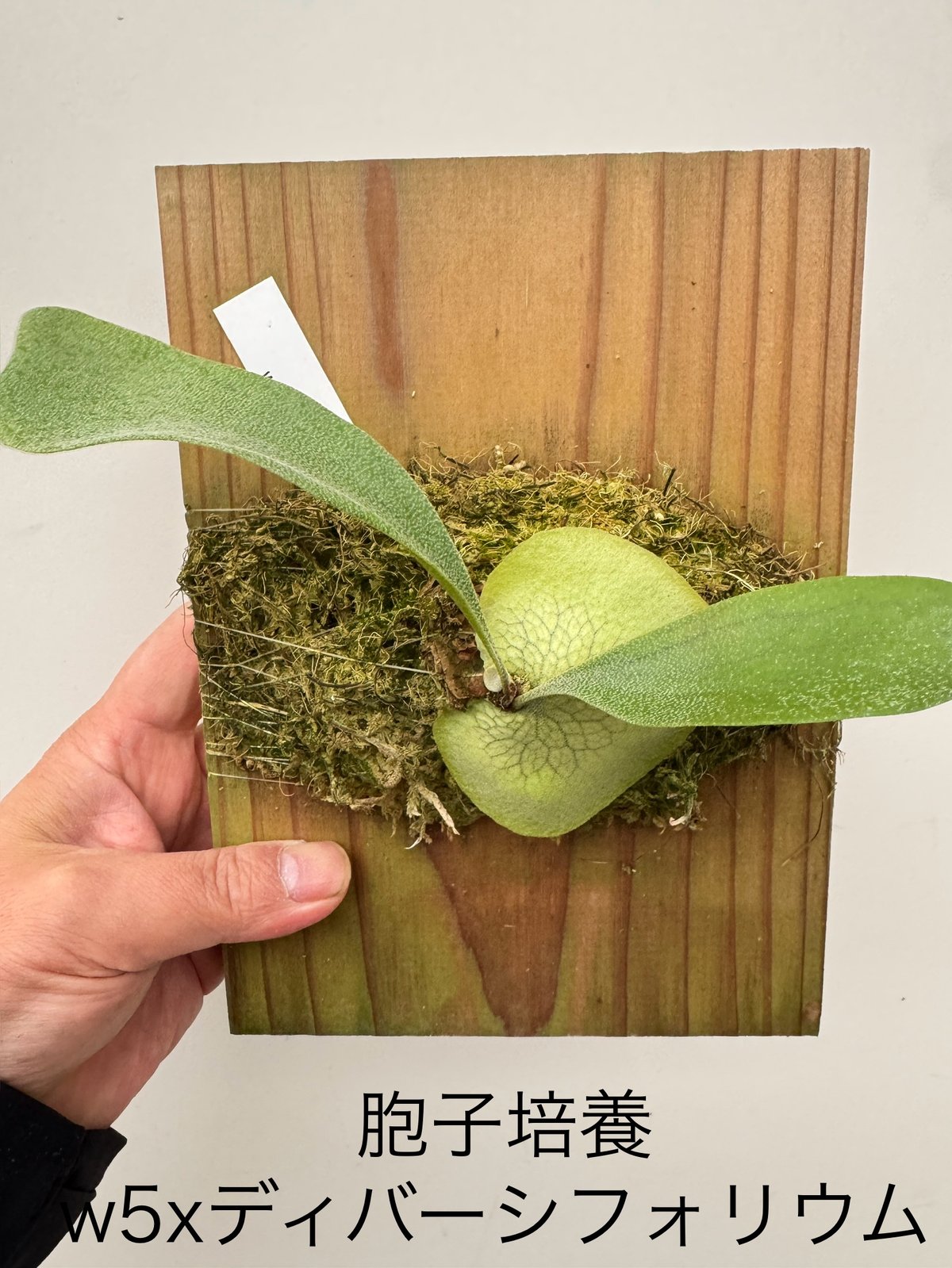 fit=scale-down,w=1200