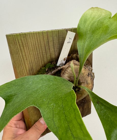 希少価値大レアplatycerium セルソイタツタ子株超沢山 ITEM
