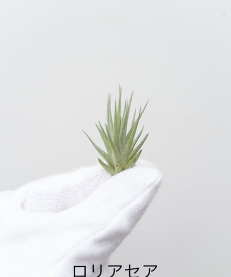 に*ぇ様 【希少】ティランジア・ロゼイフローラ☆村長の直売所# に*ぇ様 【