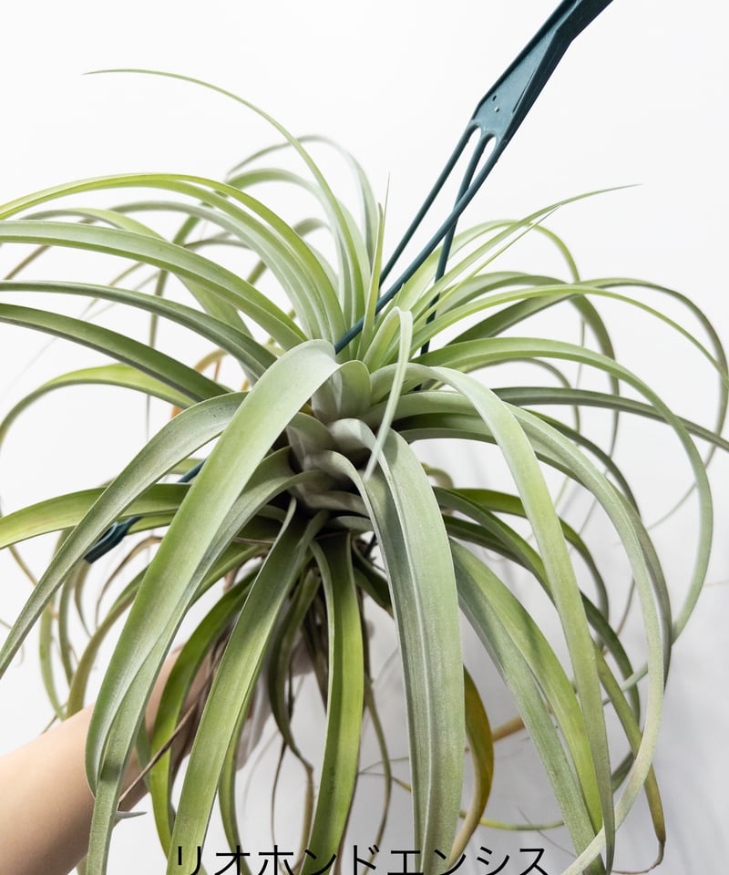 S*︎様 現物　チランジア・リオホンドエンシス　ⅩＬ　50ｃｍ　Tillands T】ティランジア リオホンドエンシス 大 送料高い riohondoensis