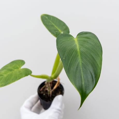 CATEGORY Plants | 村長の直売所