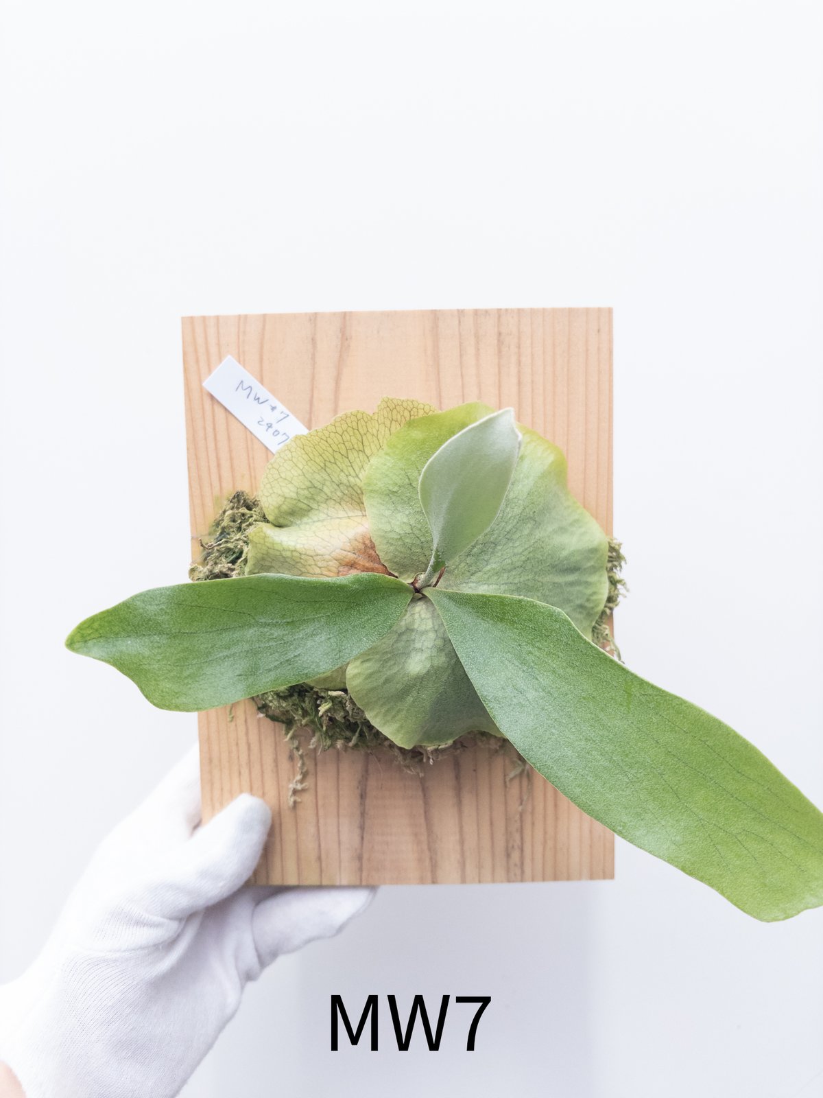 ビカクシダ MW9 タグ付き 村長の直売所 ビカクシダ MW9 タグ付き 村長の直売所