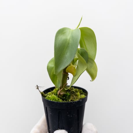 タグ付き タンクブロメリア 4種 村長の直売所 CATEGORY Plants | 村長の直売所
